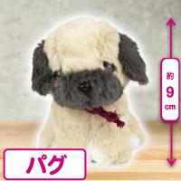 【パグ】プチシェリー
