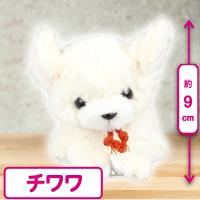 【チワワ】プチシェリー