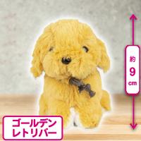 【ゴールデンレトリバー】プチシェリー