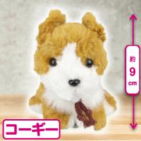 【コーギー】プチシェリー