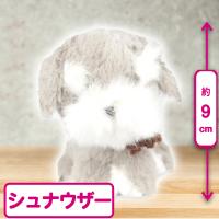 【シュナウザー】プチシェリー