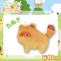【たぬき】つぶらな瞳の動物園