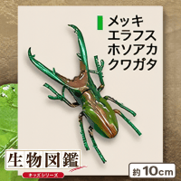 【メッキエラフスホソアカクワガタ】生物図鑑リアルアーマーインセクト