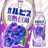 【巨峰】カルピス４７０ｍｌ【賞味期限：2025/09/21】